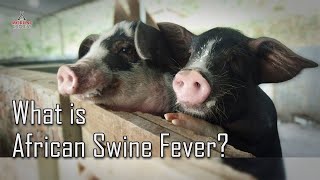 What is African Swine Fever?