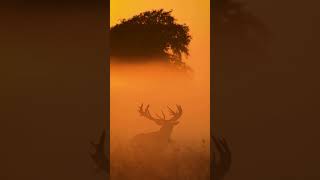 Majestic deer | majestätischer Hirsch #majestic #deer #animals #shorts