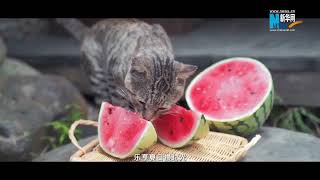 古人是如何确定“夏至”的？