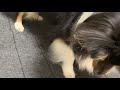 《sheltie シェルティ》愛犬ボーディは猫みたい レーザーポインター中も冷感ジェルマットが落ちてパニック　셸티　셀티