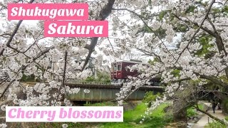 Sakrua Cherry blossoms at Shukugawa Hyogo | Japan: 4K video: 夙川でお花見