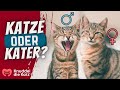 Die 8 Unterschiede zwischen Katze und Kater!