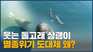 웃는 돌고래 상괭이 멸종위기 도대체 왜?