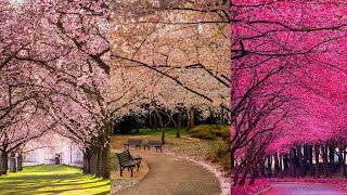 38 The Most Beautiful Cherry Blossom in the World | DIY Gardening