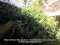 how to prune star jasmine trachelospermum jasminoides