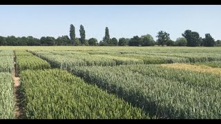 Virtual demo plot tour - Disease levels in wheat varieties at Hinton Waldrist