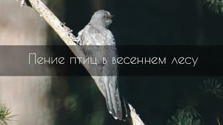 Пение птиц в весеннем лесу, кукушка, скворец, зяблик