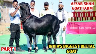 India's Biggest Beetal Goat At Afsar Shah Goat Farm