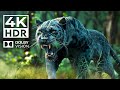 BEST COLOR WILD ANIMALS 4K HDR 60FPS Dolby Vision | with Catchy Cinematic Music (dynamic color)