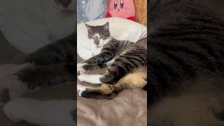 人間の枕で寝る子猫💤 |ブン太　 #猫のいる暮らし #猫 #猫動画 #鍵しっぽ #cat #cats