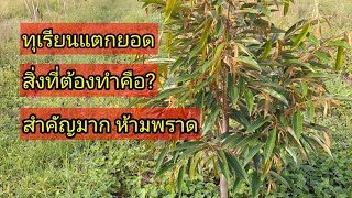 สิ่งสำคัญที่ต้องทำหลังจากทุเรียนแตกยอดอ่อนคือ? ห้ามพราด!@ปอปั้นชาแนล