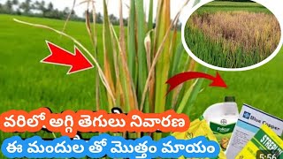 వరిలో అగ్గి తెగులు నివారణ మందులు ||BLB In paddy crop how to control #Endaku tegulu #aggitegulu