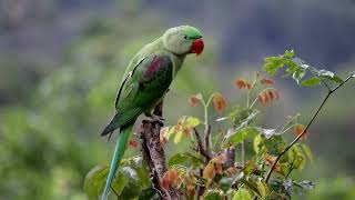 Endemic birds | endemic birds of Sri Lanka | birds | blue Magpie | Layard S parakeet | #birds