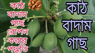 কাঠ বাদাম গাছ রোপন করার সহজ পদ্ধতি,কাঠবাদাম গাছ,কাঠ বাদাম | Almond, billal Islamic vlog