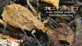 スイスイ泳ぐ コオニヤンマのヤゴ（幼虫・水蠆）/Dragonfly larva swimming vigorously ! Insect observation in the river.