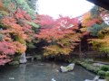 蓮華寺の紅葉 2014