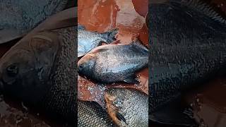 Live Fish Cutting | ఎర్ర చందువా చేప,బొచ్చ చేప #roopchandfishing #livefishcutting #fishcutting_skills