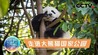 《远方的家》 20220629 行走山水间 走进大熊猫国家公园|CCTV中文国际