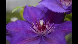 Best Flowering Vines and Climbers - Clematis Edda™