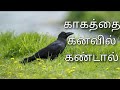 காகத்தைக் கனவில் கண்டால் |kakathai kanavil kandal enna palan |crow in dream|Anita's clips
