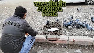 YABANİLERİN ARASINDAN  BEYAZ POSTA GÜVERCİN KAÇAK YAKALADIM