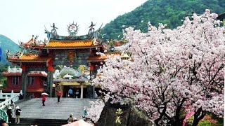 2017天元宮櫻花-大爆開-超級美!不看可惜! Taiwan Tianyuan Palace cherry