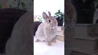 おっとりな性格の可愛過ぎるうさぎさん #うさぎ専門店 #rabbit #ペット #bunny