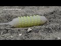 Earthworm-Inspired Soft Skin Crawling Robot | Advanced Science (2024)