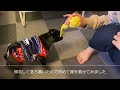 子犬の黒パグ『ハグ』をお迎えしました。