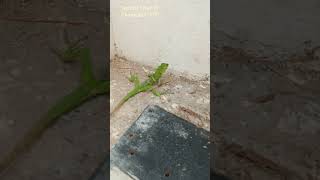 #shorts ஓணான் \u0026 பச்சோந்தி I Chameleon or Garden lizard