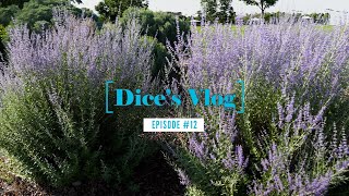 アメリカのモンテッソーリ教育現場に行ってきました【Dice's Vlog#12】