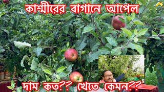 কাশ্মীরের বাগানে আপেল ,খেতে কেমন ?দাম কত?