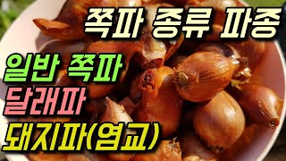 김장 쪽파 파종/일반쪽파 달래파 돼지파(염교)재배방법