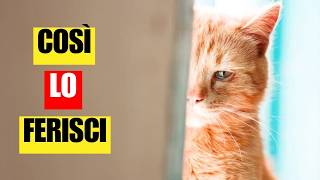 Così FERISCI i SENTIMENTI del tuo gatto! | 9 cose che lo fanno stare male