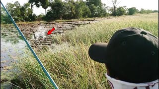 Fly Fishing For Snakehead Fish Catch and Cook | បបក់ត្រីផ្ទក់ រ៉ស់