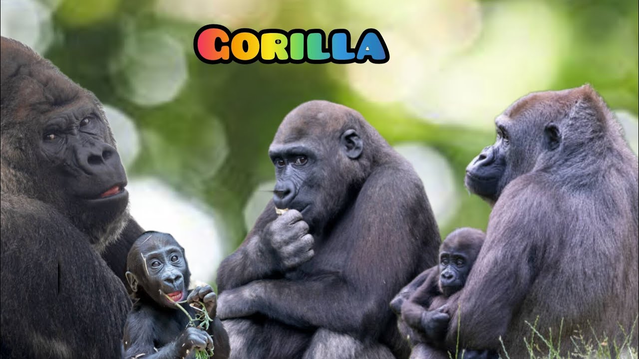Funny Gorillas Youtube