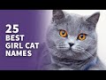 25 BEST Girl Cat Names (AWESOME Female Cat Ideas)