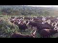 a herd of long horned ankole cattle in uganda