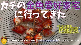 【ニーハオ宮田】金魚ちゃんねる_『ガチの金魚愛好家宅に行ってきた 【玉サバ編（当歳各種）当歳の玉サバを一挙にご紹介🐟販売方法と購入方法🌏玉サバの尾鰭と選別を考える🗒作り込みの育成組 in ガレージ】』