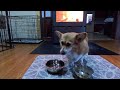 薪ストーブで暖まりながら朝食を食べるコーギー a corgi nestled by a wood stove happily munching on its breakfast.