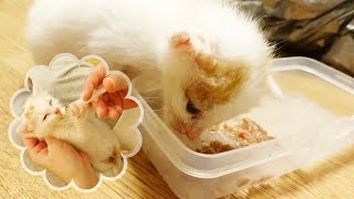 【子猫の食事】ミルクから離乳食へ 保護猫 赤ちゃん猫の食事風景