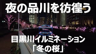 【夜の品川を彷徨う】目黒川イルミネーション「冬の桜」　Meguro River Illumination \