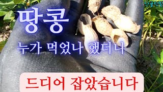 땅콩 파먹은 들짐승 이렇게 잡았습니다/ 산골텃밭 땅콩밭