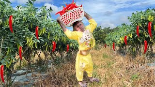 Cutis Farmers Rickshaw Harvest Chili Peddling In The Market