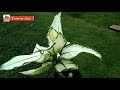 🔴aglonema super white anggun syarat keindahan