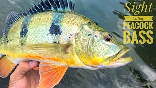 Sight Casting Peacock Bass