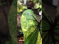 colocasia pharaoh s mask variegated. หน้ากากฟาโรห์ด่าง colocasia ไม้ประดับ ไม้ด่างมาแรง