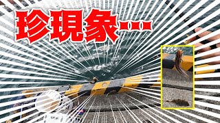 【紀州釣り】チヌ釣りの合間に起きた珍現象　一本針に２匹の魚が掛かった！【黒鯛釣り】【釣武者】