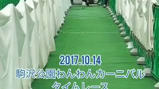 駒沢公園わんわんカーニバル 2017 タイムレース2