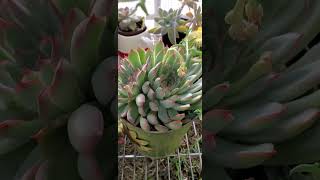 ECHEVERIA PULIDONIS CON SU ETIQUETA 🏷 PUESTA